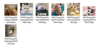 吃瓜群众视频猫咪表情包